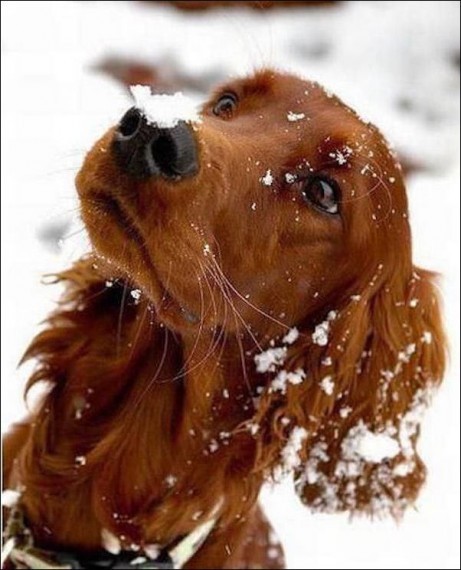 1513630551_pets-in-snow-021.jpg