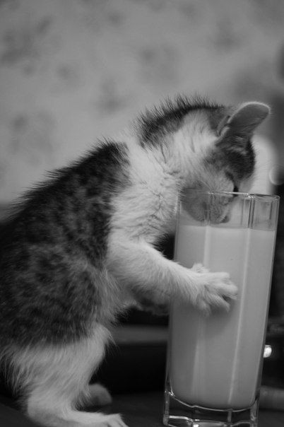 24ba14e0582d0c36fc3425edf28cc52b--drinking-milk-cat-drinking.jpg