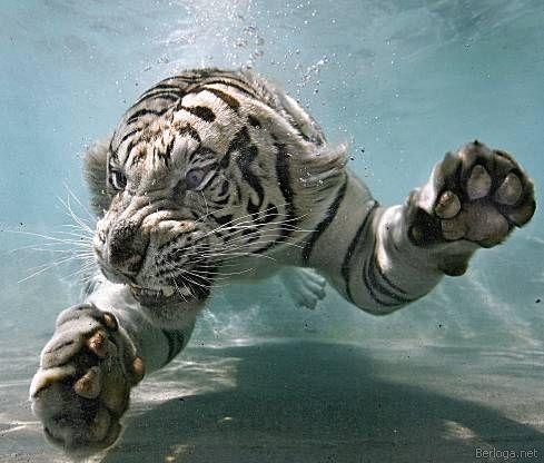 тигр плывёт.jpg