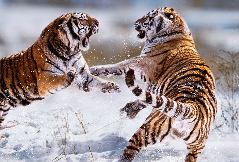 тигры.jpg