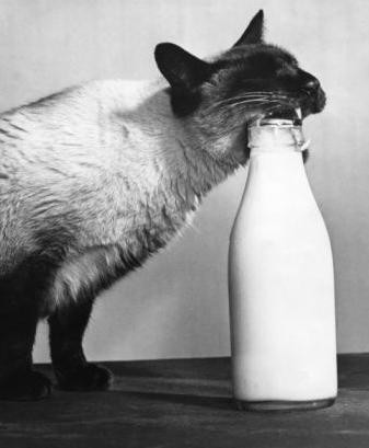 cat-drinking-milk.jpg