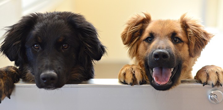 blackdog-browndog-bestfriends.jpg.1e52c14e0f0250f54bc79deaf794d255.jpg