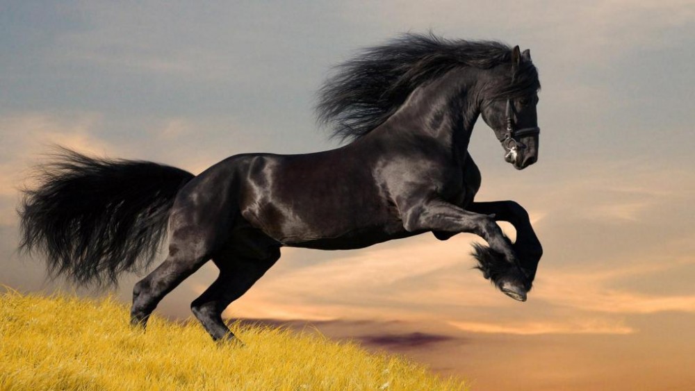 ebony-horse.jpg.b186cd1a1ad23f9ba8e629a7e1c820eb.jpg