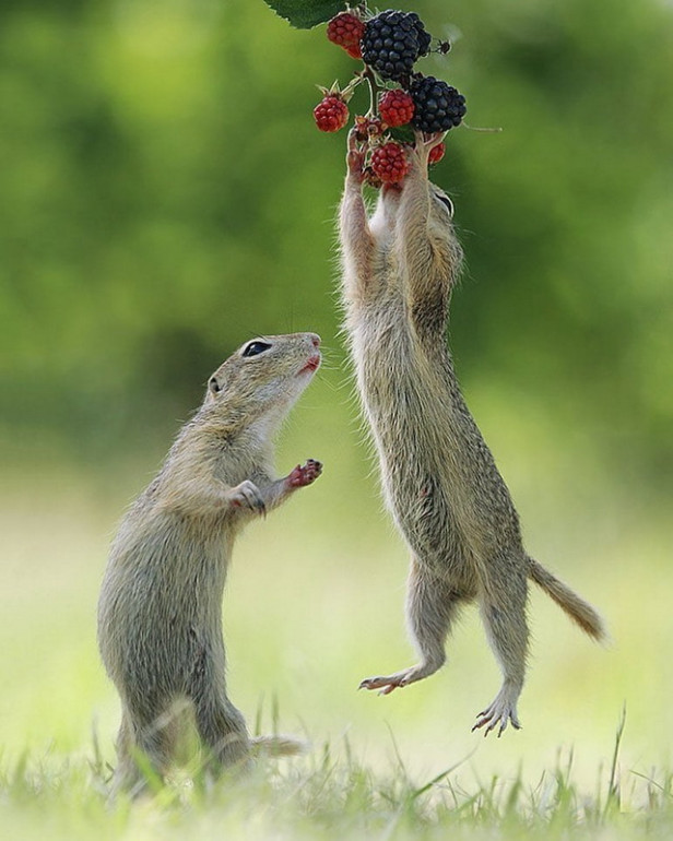 W_40-adorably-playful-wildlife-photos-by-photographer-julian-rad_21878968_1552891678089683_1218875743958728704_n.jpg.743bbac9b1f2c4af87f2819d4d874d96.jpg