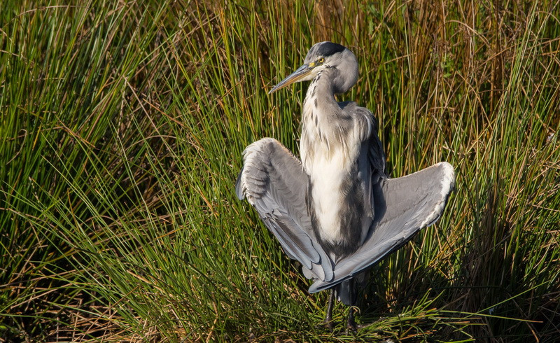 0_Heron_Birds_Grass_Wings_525784_1920x1176.jpg.1ab1531962b17418ab21fcc2fd8b23f5.jpg