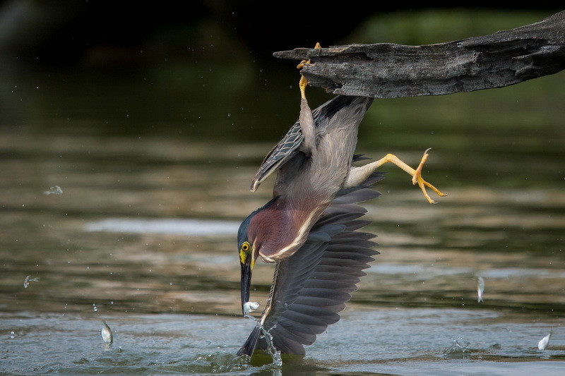 0_Heron_Fish_Birds_446010.jpg.a41221524be2c9d87878a36bf60f4556.jpg