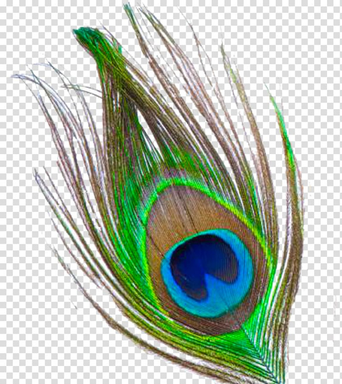 krishna-feather-clip-art-peacock-feather-png-transparent-images.jpg.032fc9dcca48a09664cfa0702d25a5ef.jpg