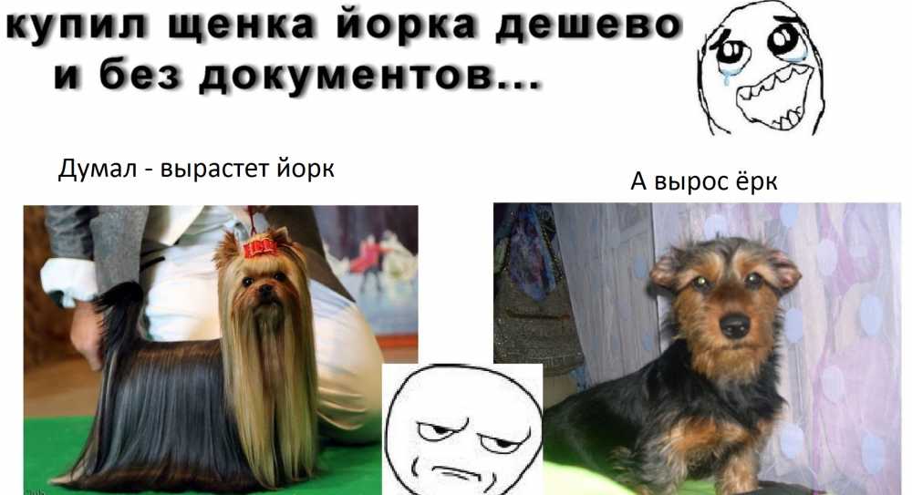 1674760858_www-funnyart-club-p-smeshnie-yorki-yumor-41.jpg.159affbaf478be9732d2414ce4385797.jpg