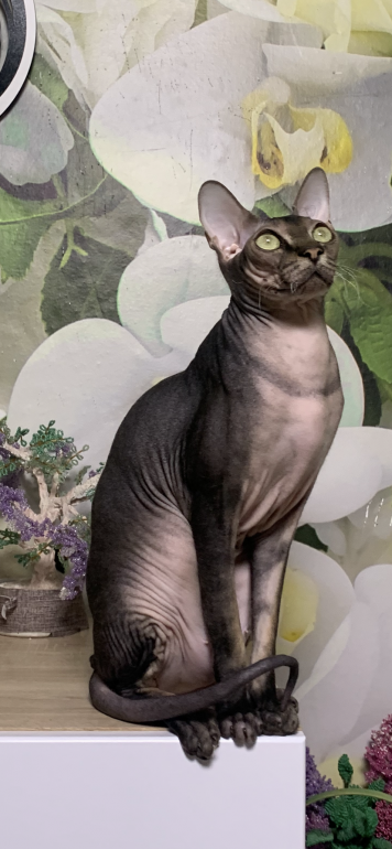 IMG_4461.png.8bdd3b050252a4f1a684f2cc2a34ae7a.png