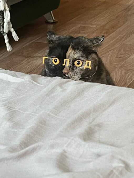 morda.jpg.f300ae2e795d632e2c9a0787ad04dcee.jpg