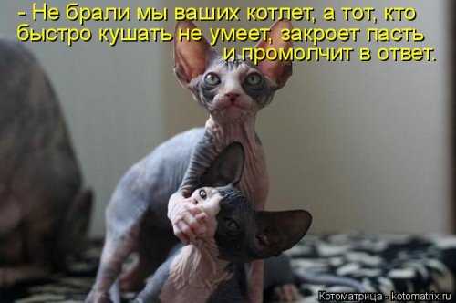 1410530265_kotomatricy-34.jpg.50fd6450f90a9b87f8303796f9259bd0.jpg