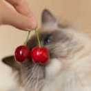 Вишневое настроение