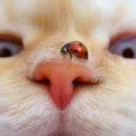 Клон Юлемны