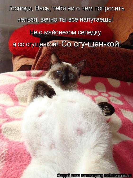 68e3a9f42cdcd_kotomatritsa_h(4).jpg.9c159910589862dc1eb80fa94427d1f7.jpg