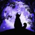 Шоаррская лиса