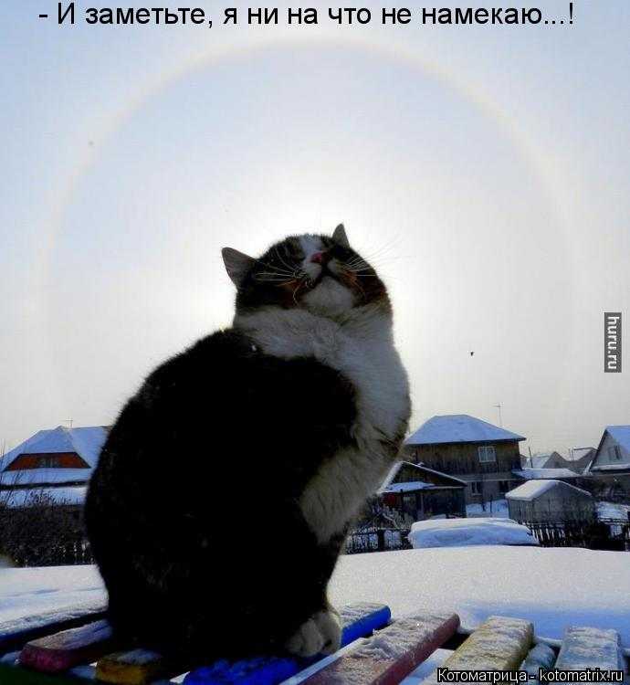 kotomatritsa_qj.jpg.e4820c4ee26d7b34d594ac397be4bd0a.jpg