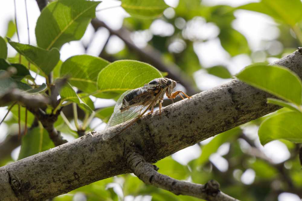 ro6AlO3q5T-IBSC7yc5T-WZoLqJKx5Mnhbe7CBlki5sYd_5maEIx1UaRQWBfjv7mxhrxnvvi60cFc9Ta-4OnaQ==.jpeg.11d408c8b350785f42cb4a39a48a227a.jpeg