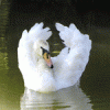 Лебедь Белая