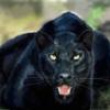 черная леопарда