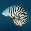 Nautilus